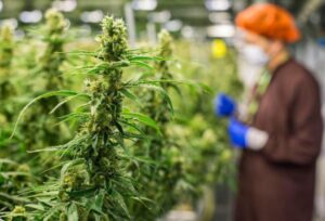 Caen acciones de marihuana tras alcanzar récord
