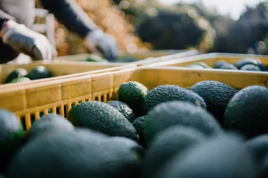 Ve Lusi Doporto salidas las exportaciones de aguacate mexicano.