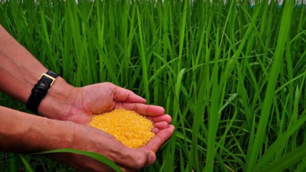 Corporativo Kosmos toma un rol activo para dar impulso a la sostenibilidad alimentaria, con la producción de proteína basada en insectos.