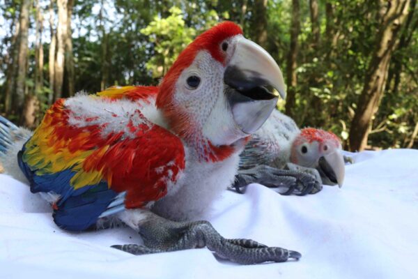 Grupo AJE crea alianza en pro de la selva en Guatemala