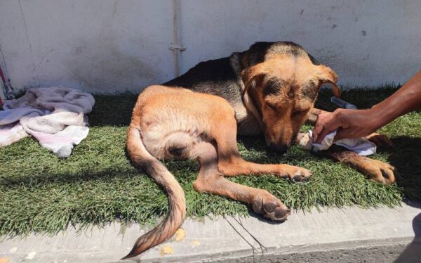 Por primera vez en Guerrero se está trabajando para poner un alto al maltrato animal