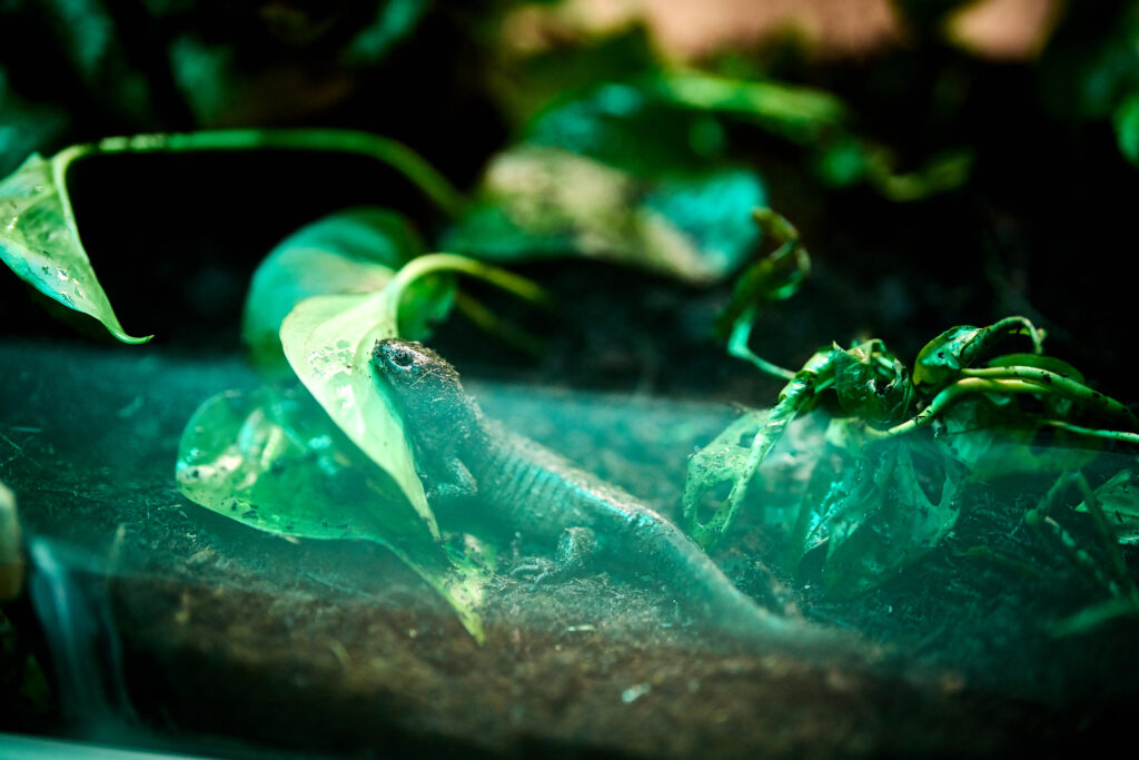 Usuarios apoyan a AJEMEX en preservar especies endémicas