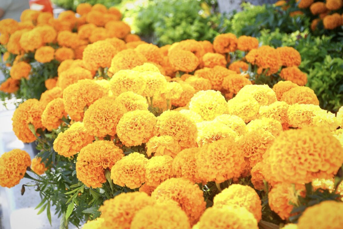 El corazón de la ciudad vuelve a llenarse de luz, color y tradición, compartió Patricia Lobeira Rodríguez.