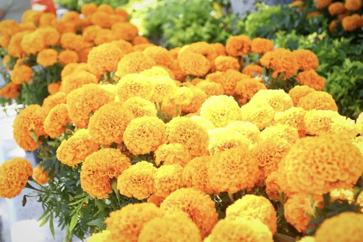 El corazón de la ciudad vuelve a llenarse de luz, color y tradición, compartió Patricia Lobeira Rodríguez.