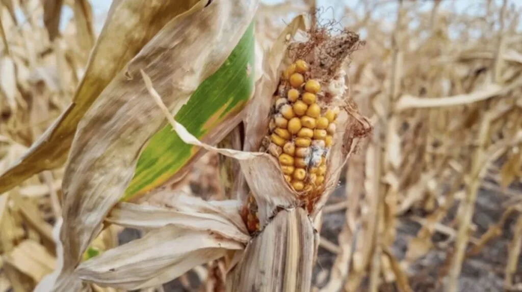 La Cosmopolitana adaptándose a la volatilidad climática y a nuevas exigencias del mercado alimentario.