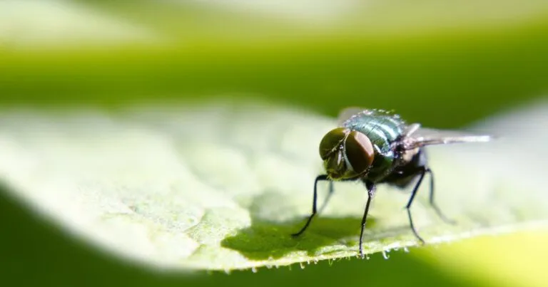 Un estudio de la Academia Veterinaria de Monterrey abrió la posibilidad de utilizar el repelente Protecto Max contra el gusano barrenador.